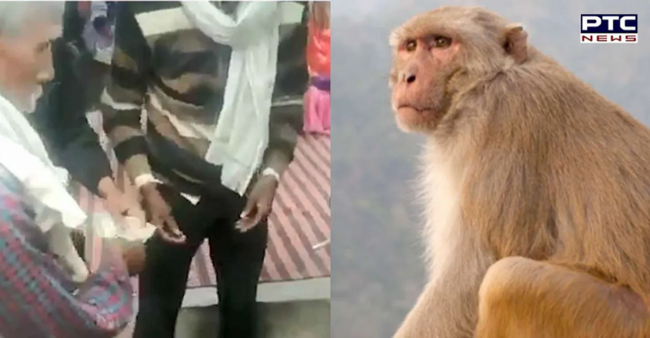 UP's Sitapur: Monkey snatches bag with Rs 4 lakh, throws it on street from tree