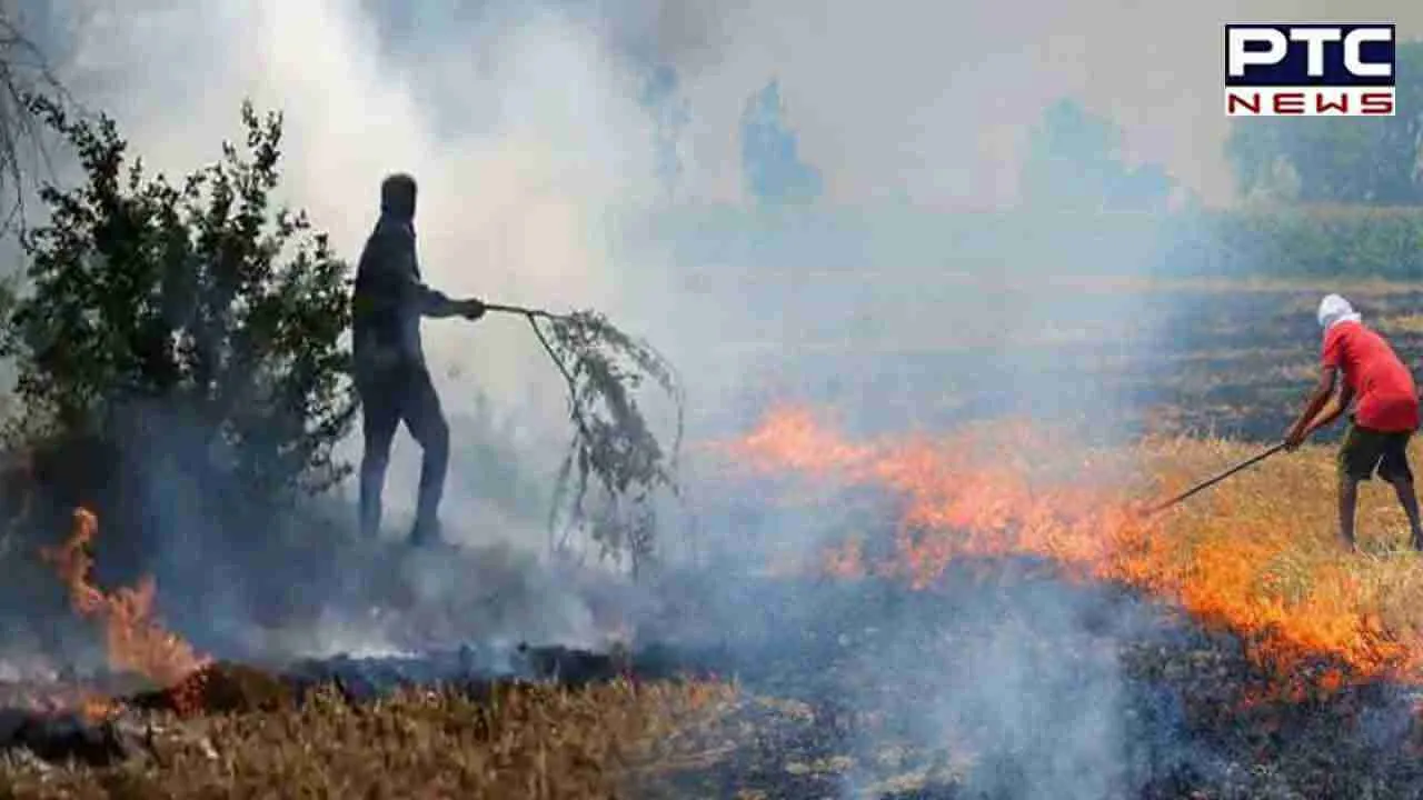 Punjab farm fires update: Decline in stubble burning cases; Moga records highest number of incidents at 120