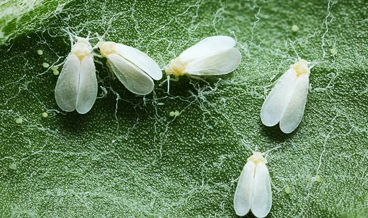 Central team to visit Punjab to inspect whitefly attack