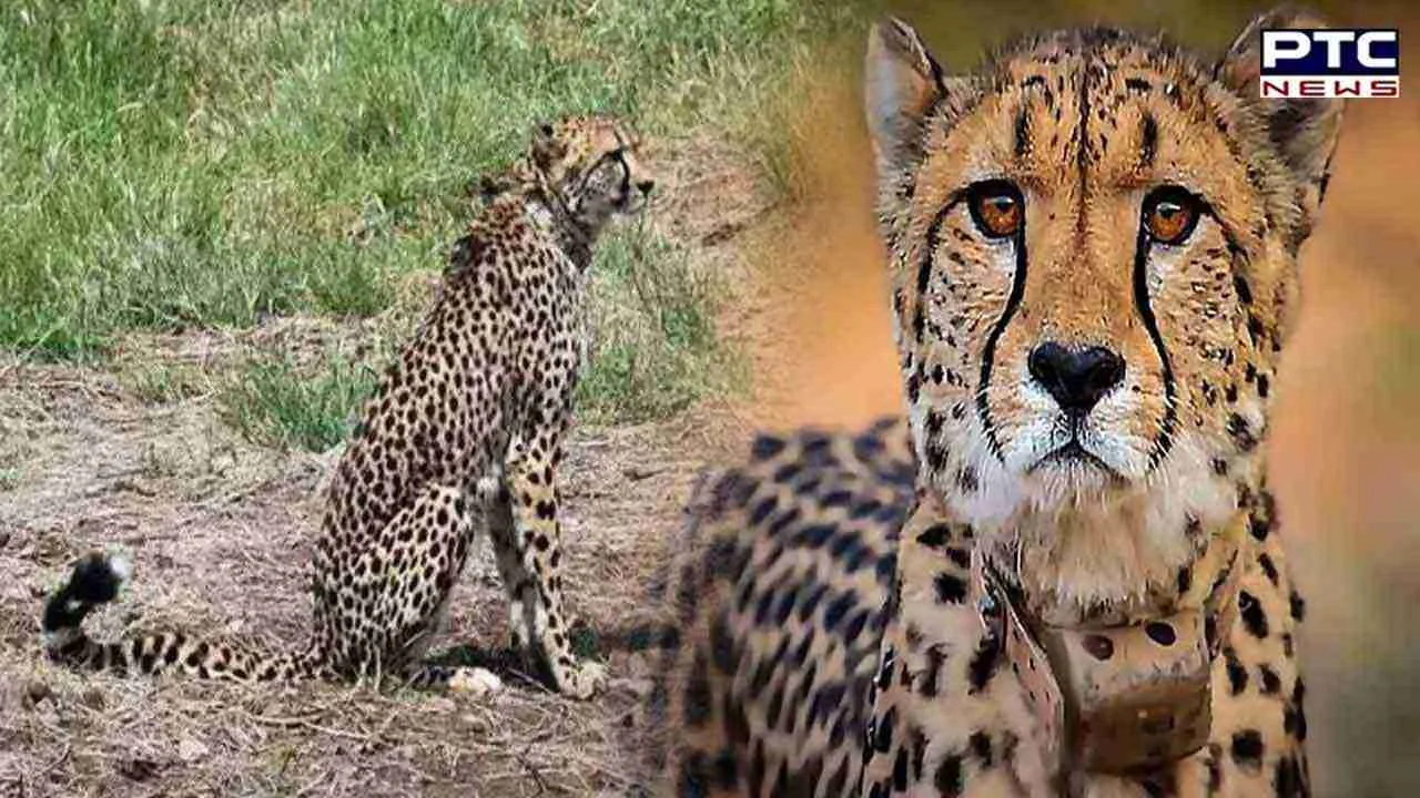 Ninth cheetah found dead in Kuno National Park, conservation efforts under scrutiny