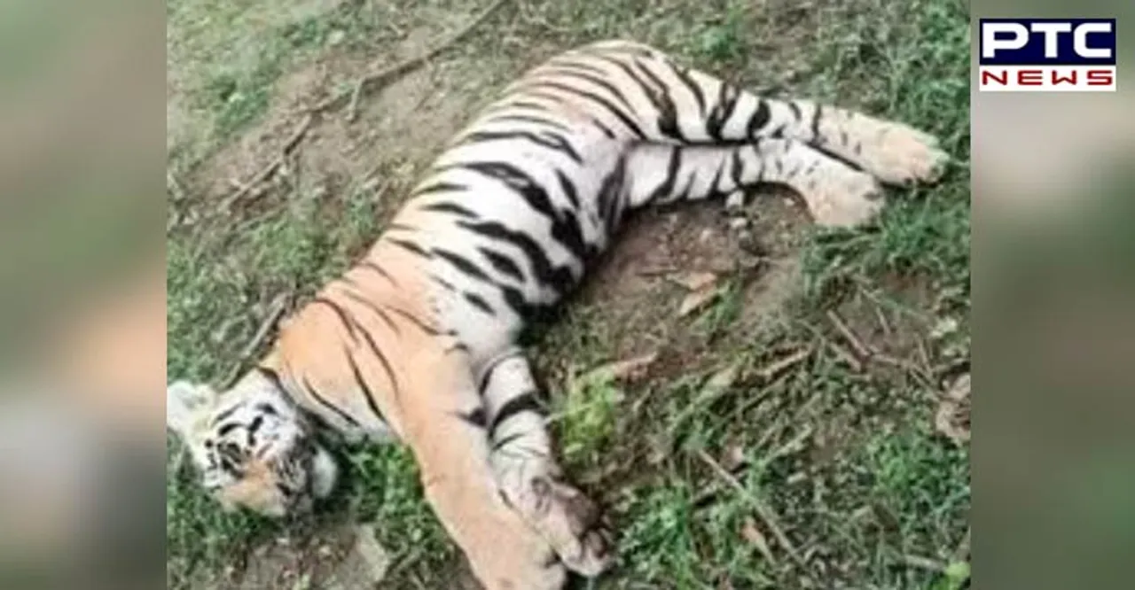 Tigress and her two cubs found dead in Chimur Forest area of Chandrapur