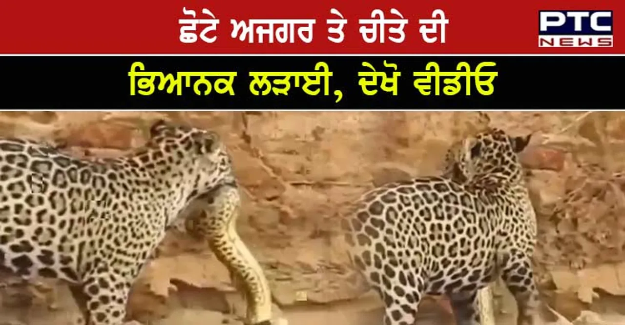 Viral Video: ਛੋਟੇ ਅਜਗਰ ਤੇ ਚੀਤੇ ਦੀ ਭਿਆਨਕ ਲੜਾਈ , ਦੇਖੋ ਵੀਡੀਓ