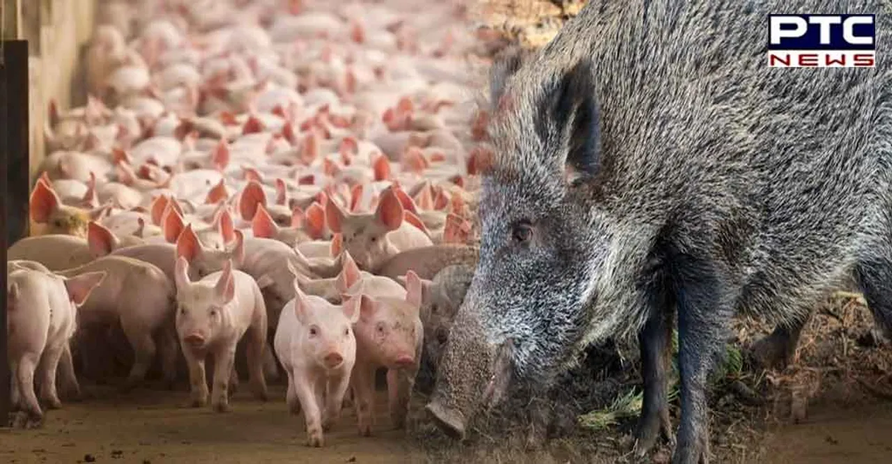 Mansa reports first confirmed case of African Swine fever