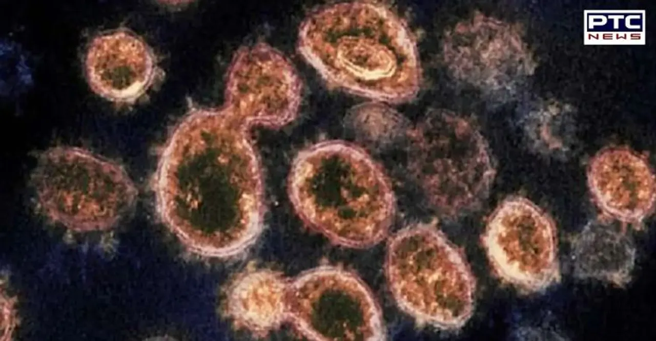 ਹੁਣ ਚੀਨ 'ਚ ਮਿਲਿਆ 'Zoonotic Langya virus', 35 ਲੋਕ ਹੋਏ ਸੰਕਰਮਿਤ