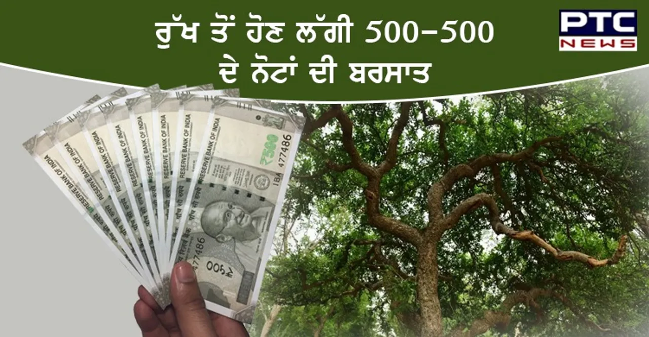 ਰੁੱਖ ਤੋਂ ਹੋਣ ਲੱਗੀ 500-500 ਦੇ ਨੋਟਾਂ ਦੀ ਬਰਸਾਤ , ਦੇਖ ਕੇ ਲੋਕਾਂ ਦੇ ਉੱਡੇ ਹੋਸ਼