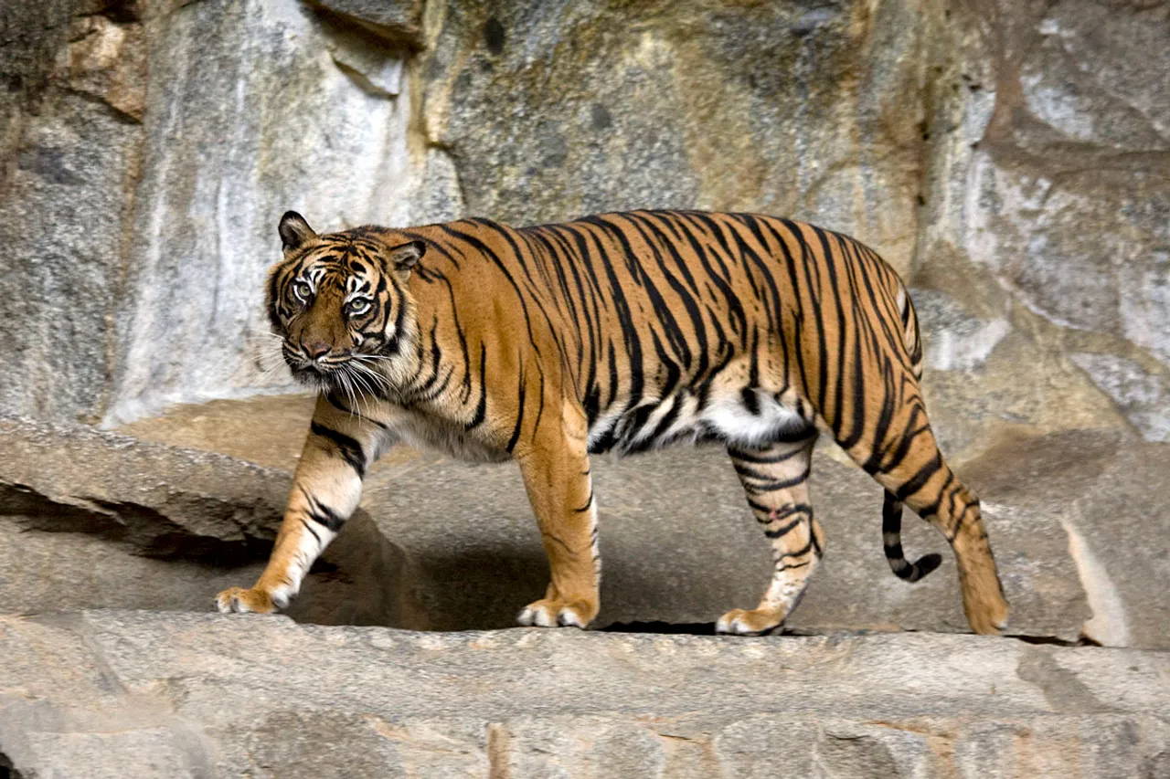 Sumatran tiger population recovering: study