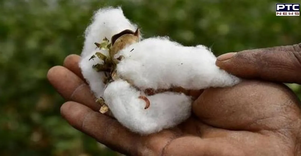 Pink bollworm attack: Punjab orders probe into seed quality