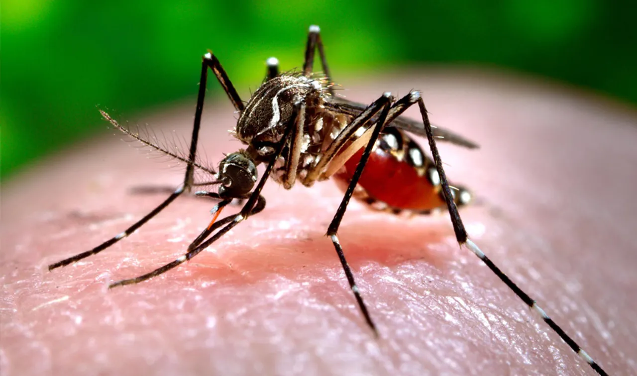 Chikungunya and Dengue have claimed at least 33 lives in Delhi