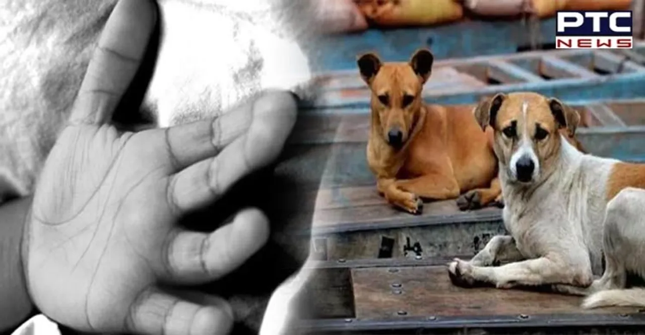 Stray dog menace: One-year-old succumbs to injuries in Noida