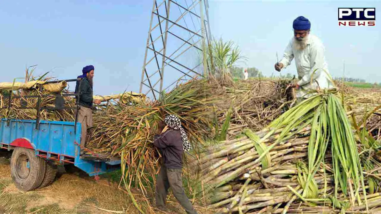 Sugarcane  ਗੰਨਾ ਕਿਸਾਨਾਂ ਨੂੰ ਮੋਦੀ ਸਰਕਾਰ ਦਾ ਤੋਹਫਾ, ਗੰਨੇ ਦੇ ਨਵੇਂ ਸੀਜ਼ਨ ਲਈ ਵਧੀ FRP