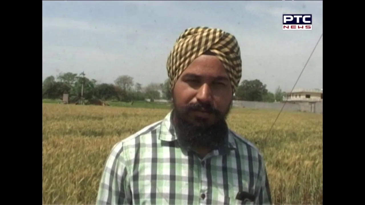 Change Of Weather | Impact On Wheat Crop | A Report