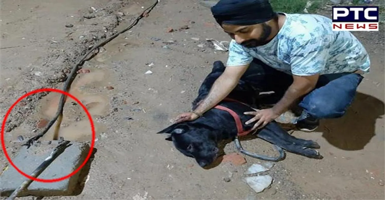 Heartbreaking! Dog dies saving his owner from being electrocuted