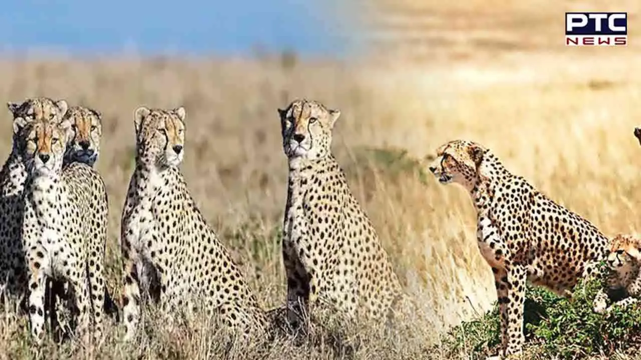 Two Cheetahs flown in from Namibia make first kill on Indian soil