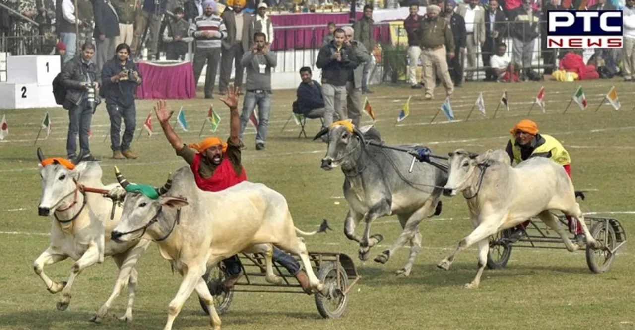 Supreme Court allows bullock-cart race in Maharashtra