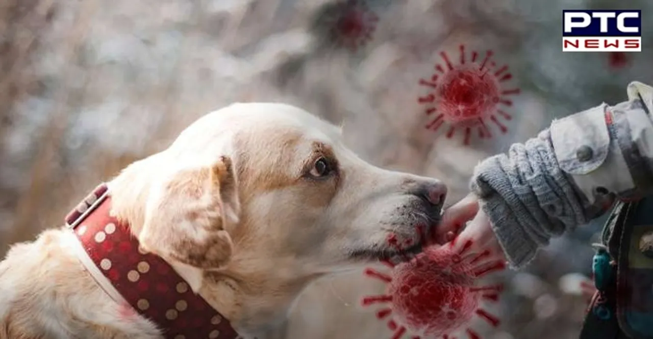 Trained dogs can detect coronavirus in humans with 94 percent success rate