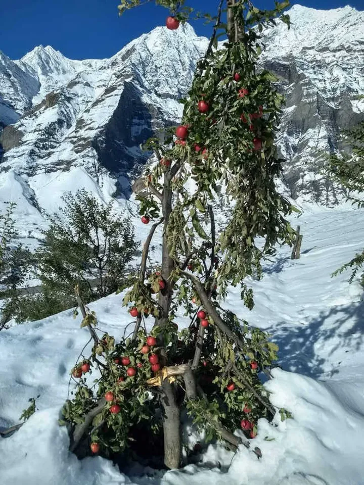 95% Apple Trees, Crops Ruined due to Heavy Snow in Lahaul