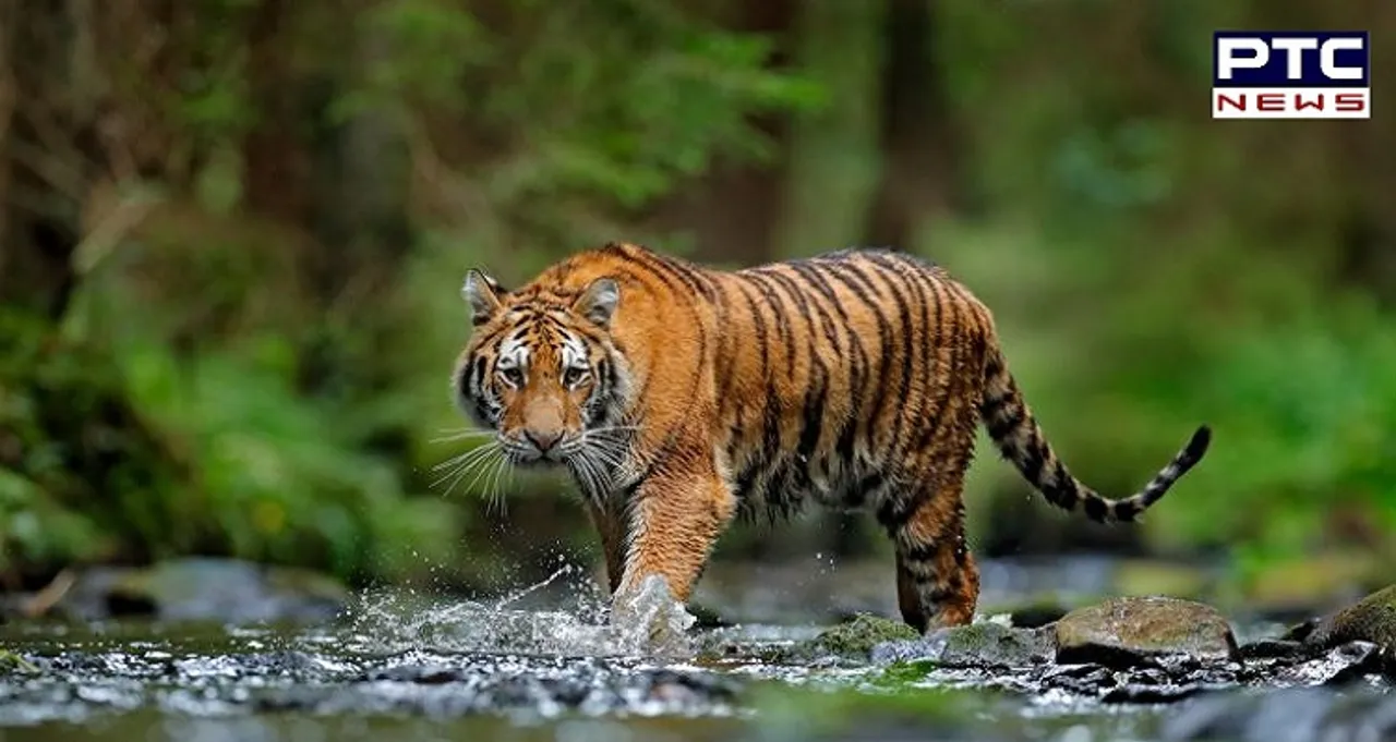 भारत में 1400 से बढ़कर 3000 हुई बाघों की संख्या, पीएम मोदी ने जारी की गणना से जुड़ी रिपोर्ट