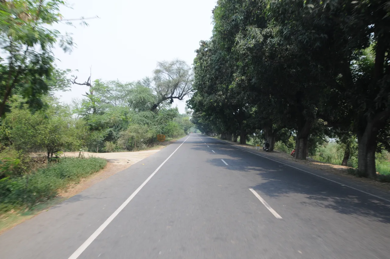 Govt orders state-wide drive to plant indigenous tree varieties along highways