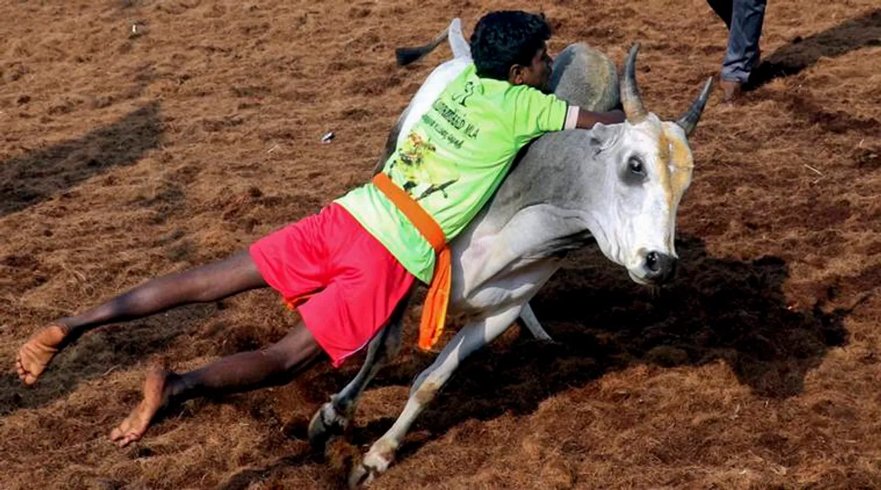 3 killed in bull-taming sports in Tamil Nadu