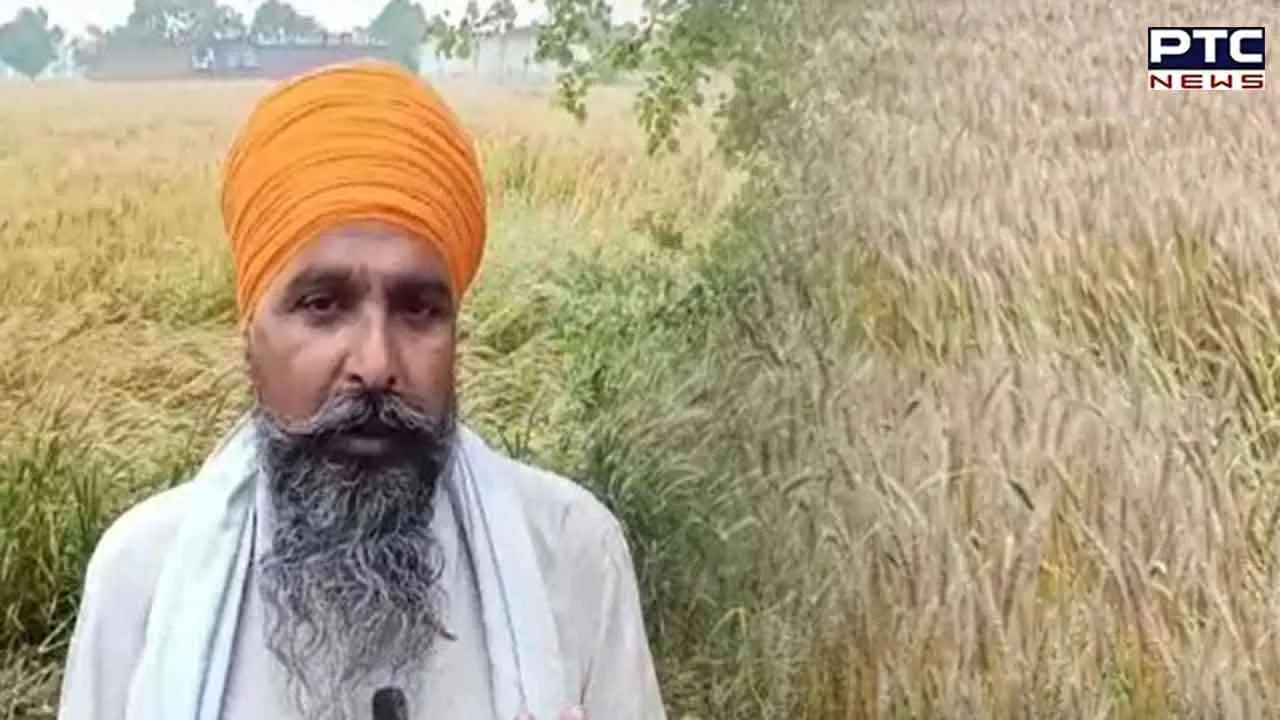 Sarwan Singh Pandher: ਬੇਮੌਸਮੀ ਬਰਸਾਤ ਕਾਰਨ ਪੂਰੇ ਪੰਜਾਬ 'ਚ ਕਿਸਾਨਾਂ ਦੀਆਂ ਫਸਲਾਂ ਖ਼ਰਾਬ