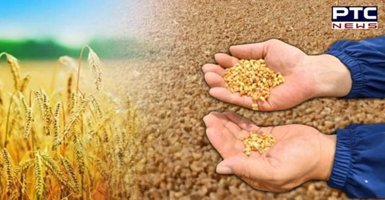 Wheat output in India rises 1,000% since Green Revolution