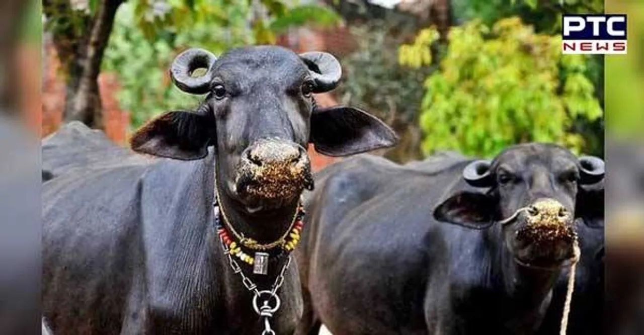 Farmer's buffaloes worth Rs 4 lakh looted in UP