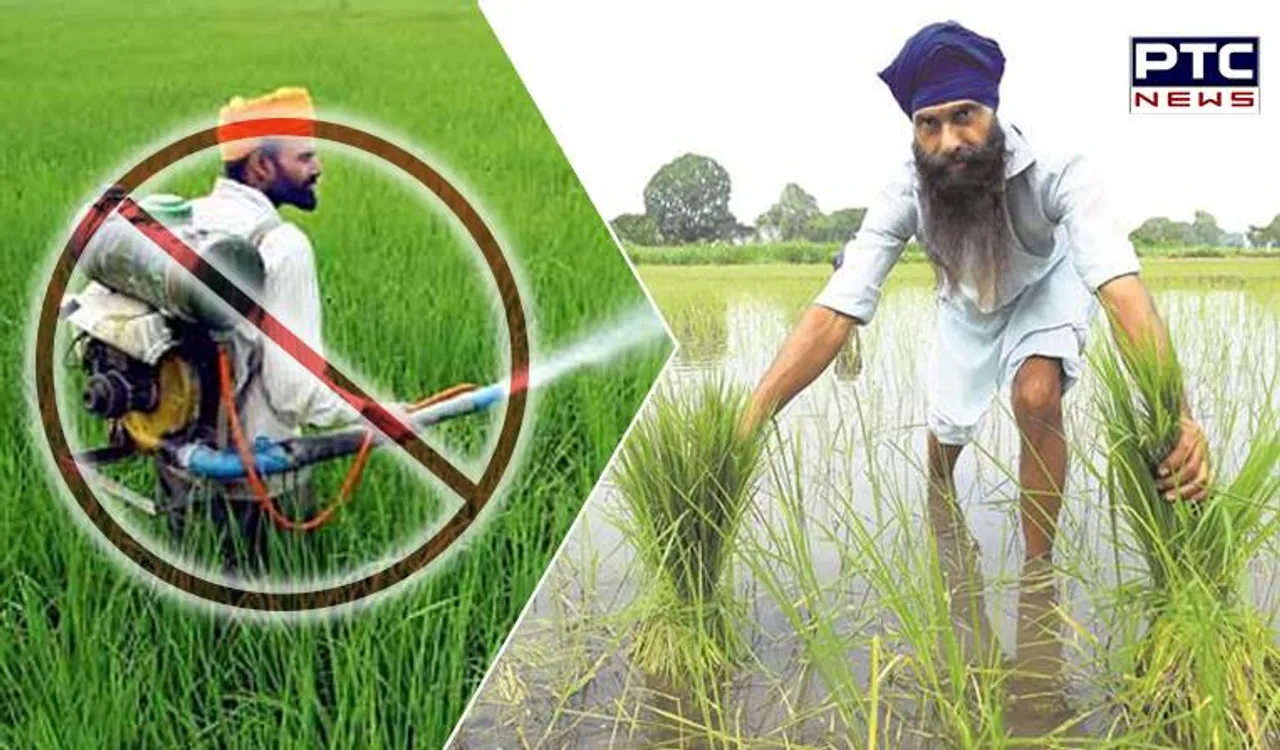 Punjab Plans To Cut Pesticides Use In Basmati Rice