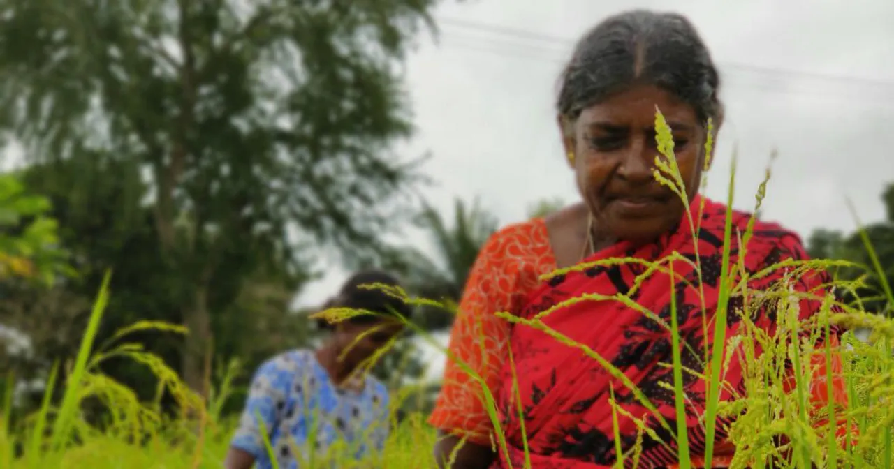 17 cooperative banks join farming venture in Kalamassery after Palliyakkal model