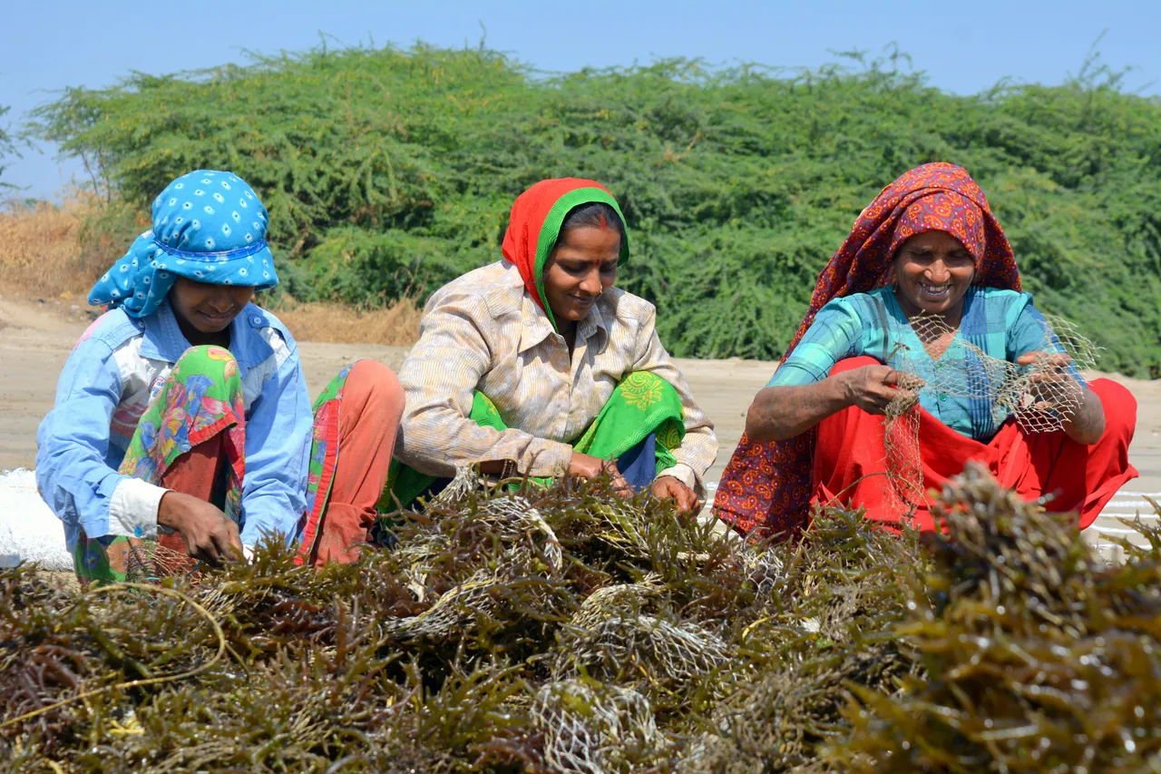 seaweed farming'