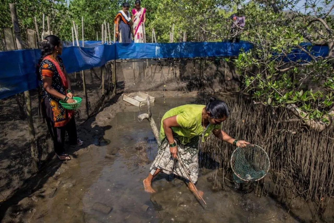 mangrove conservation JSW foundation