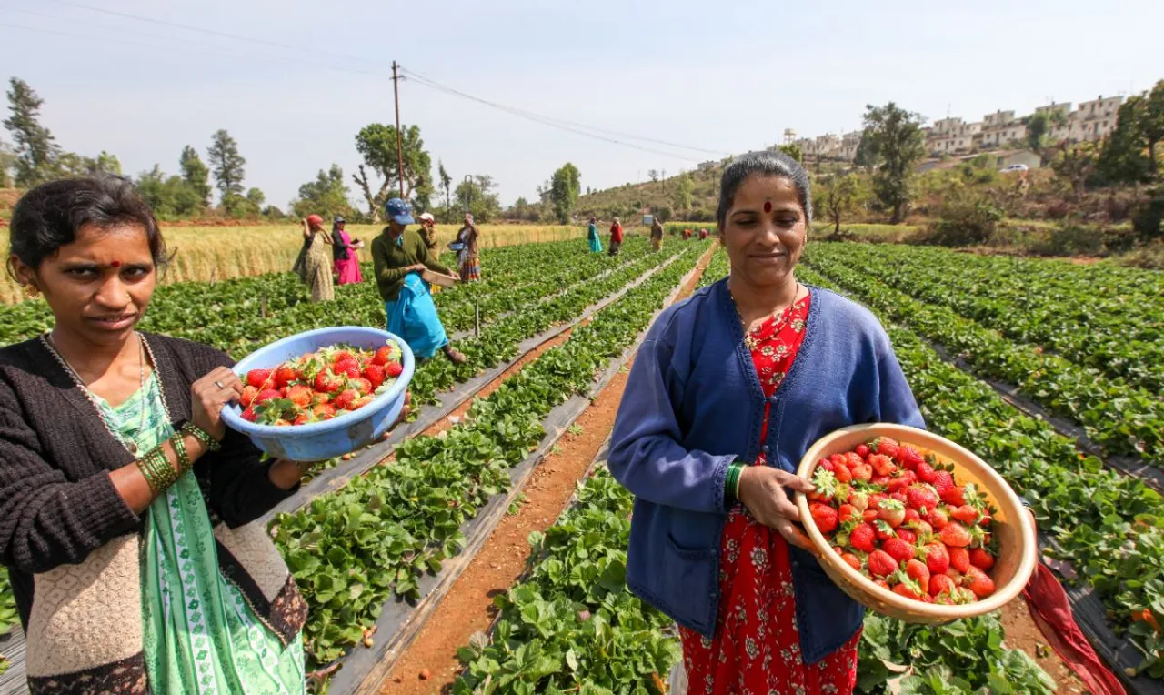 Strawberry farming