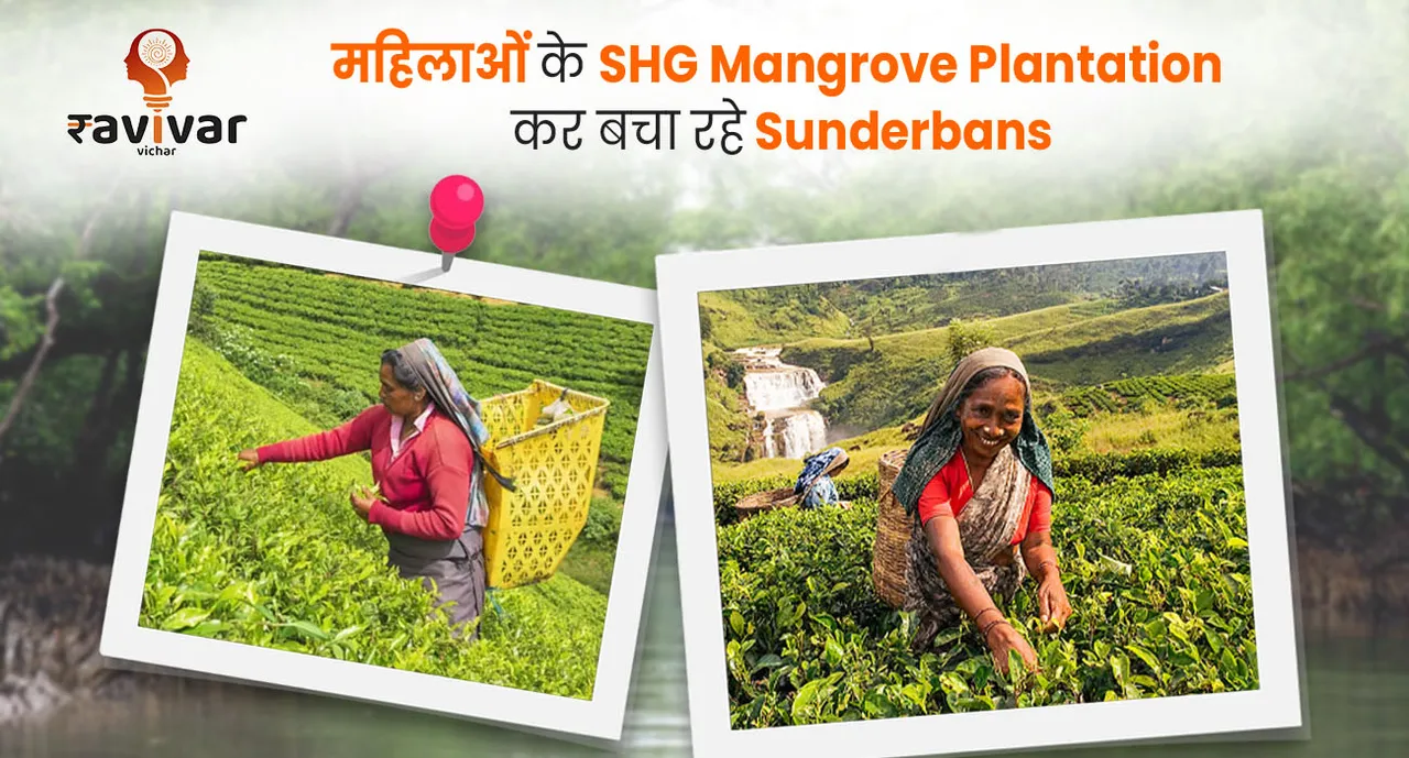 SHG Mangrove Plantation Sunderbans