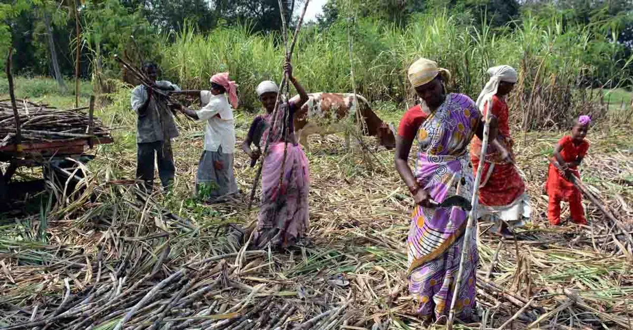 sugarcane bud farming