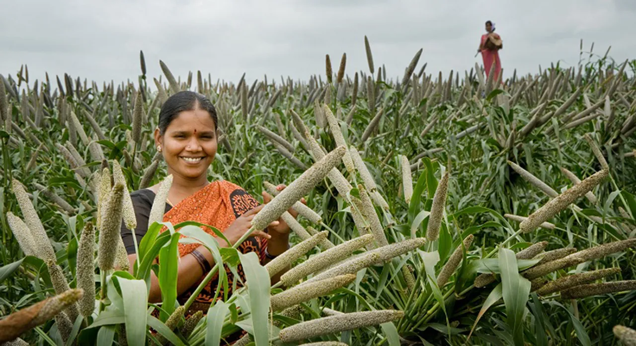 Millet_in_field