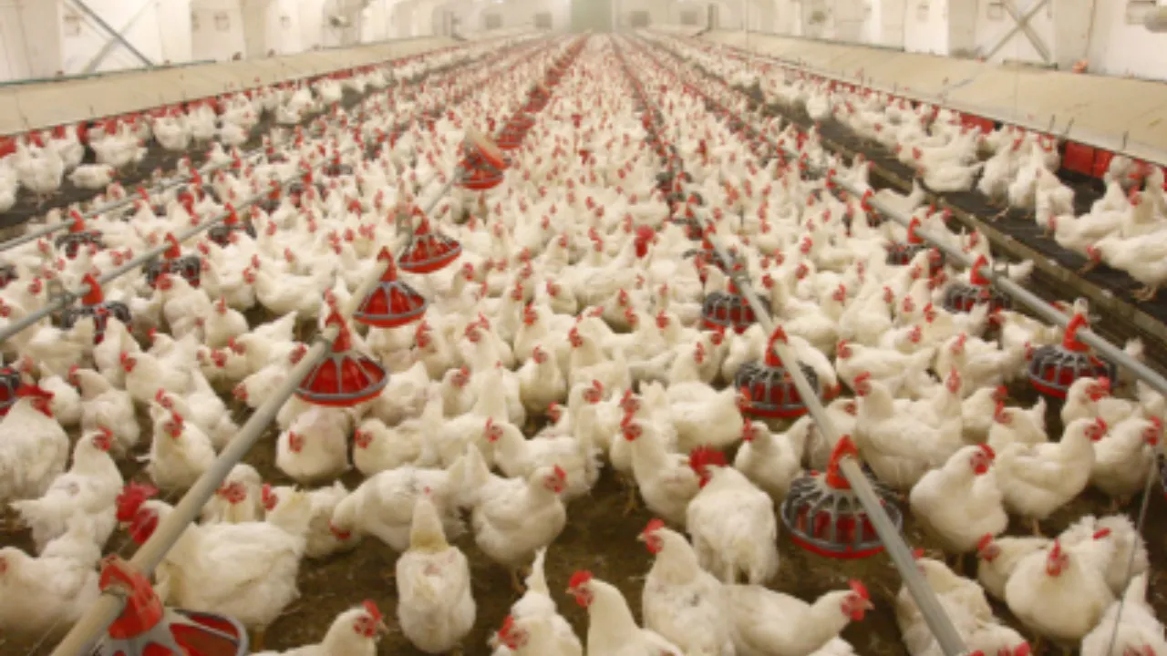 chicken