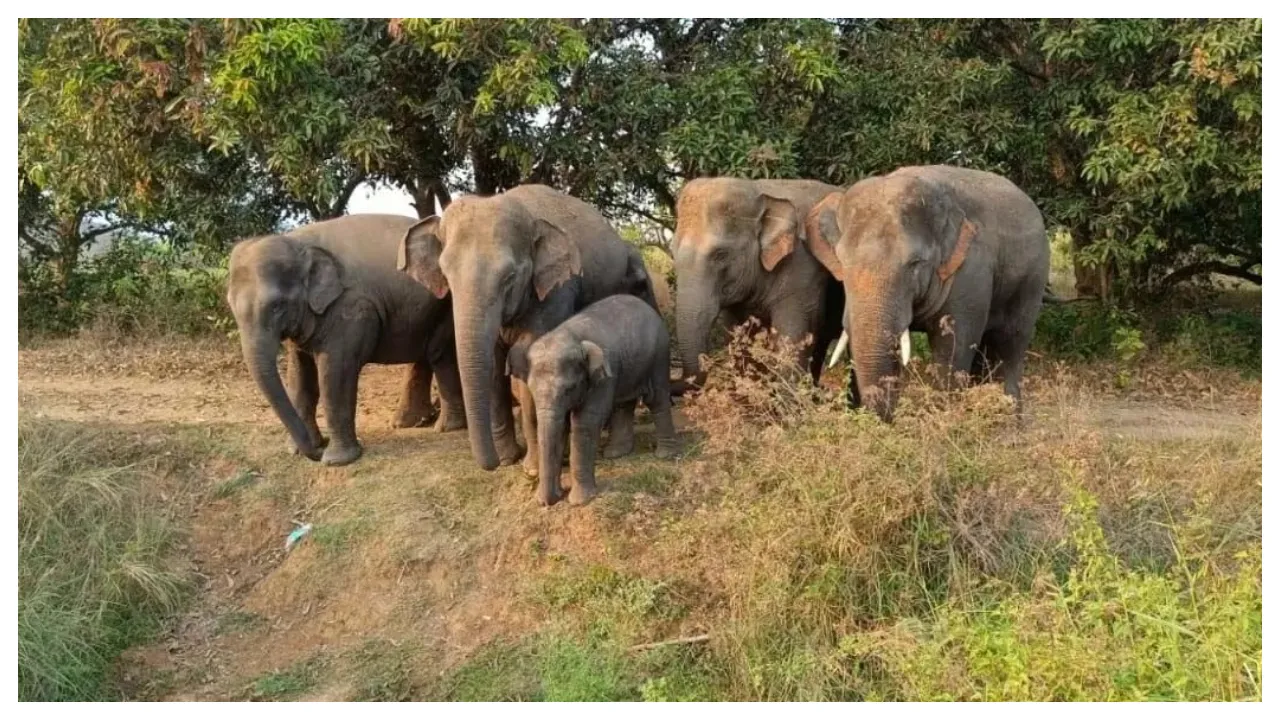  Elephants Hulchul In Parvathipuram