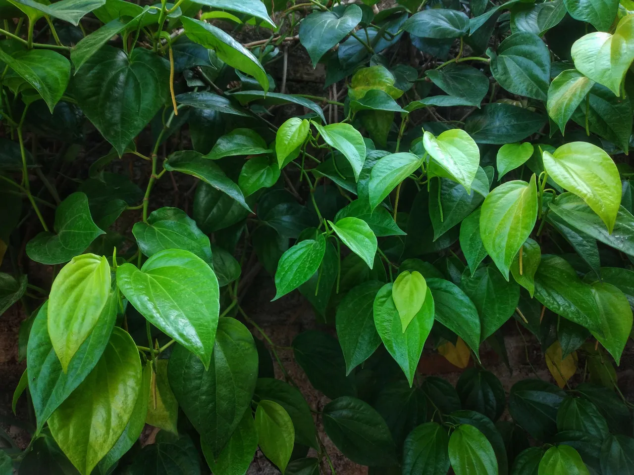 green leaves