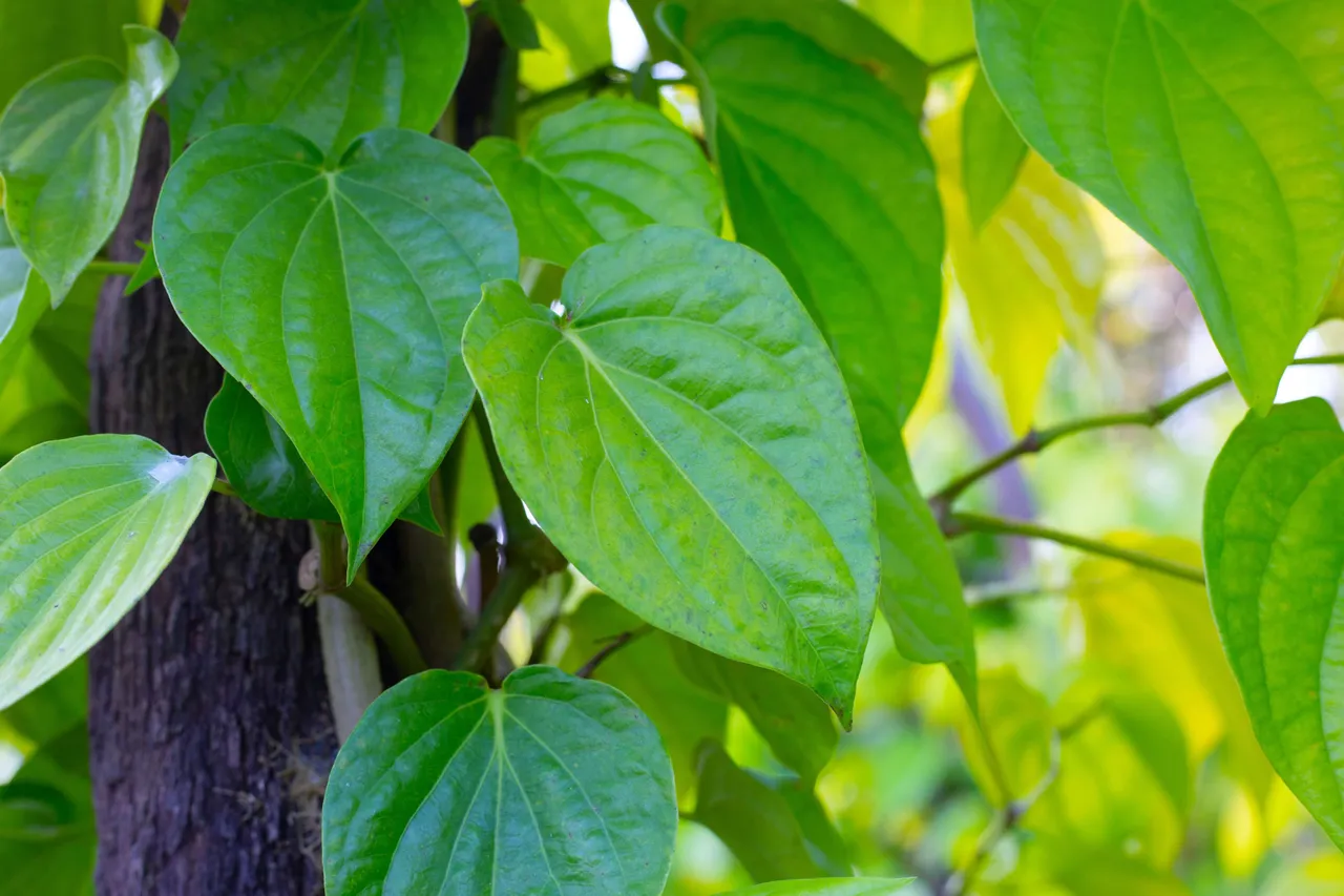 Betel leaves 