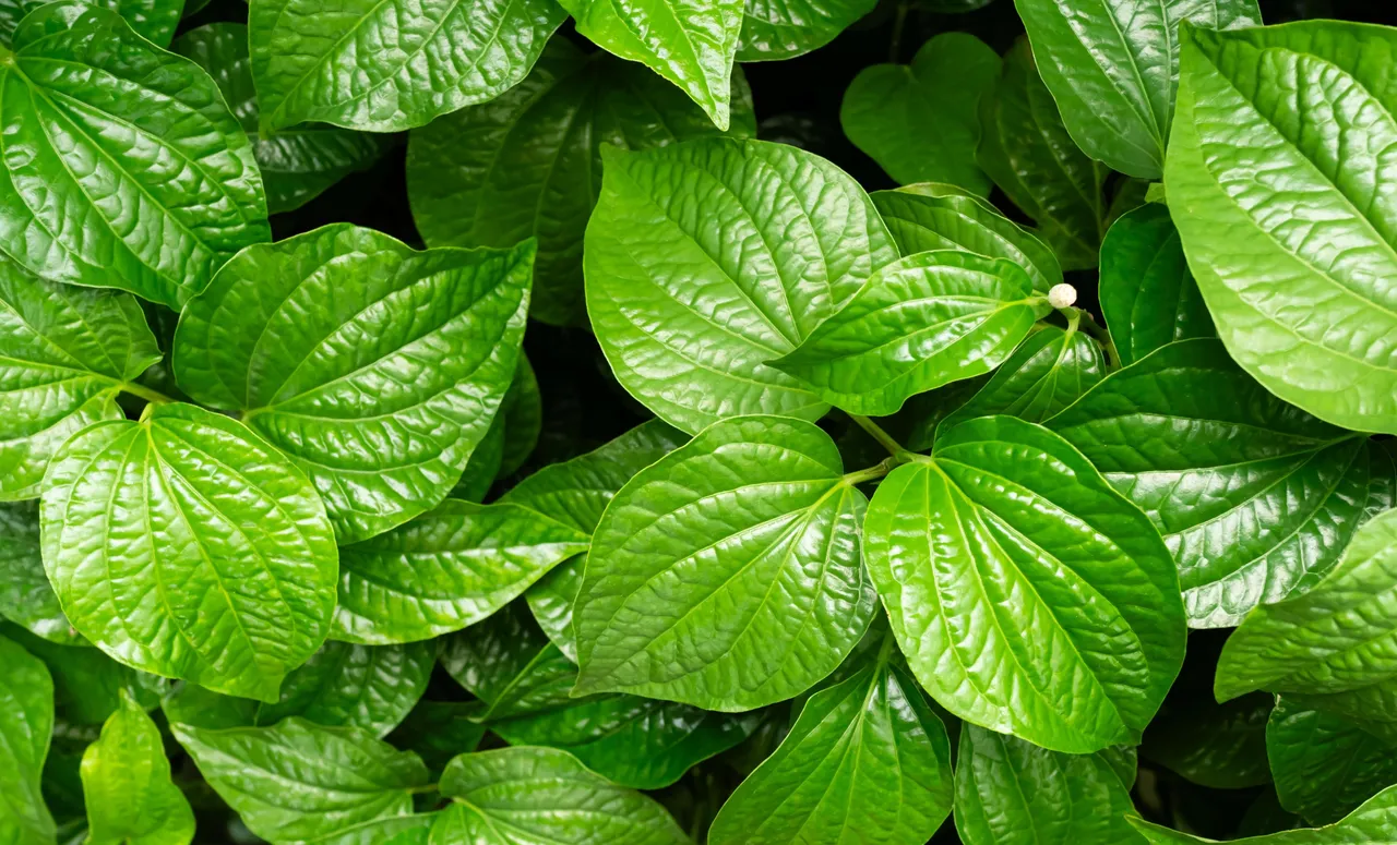 Betel leaves 