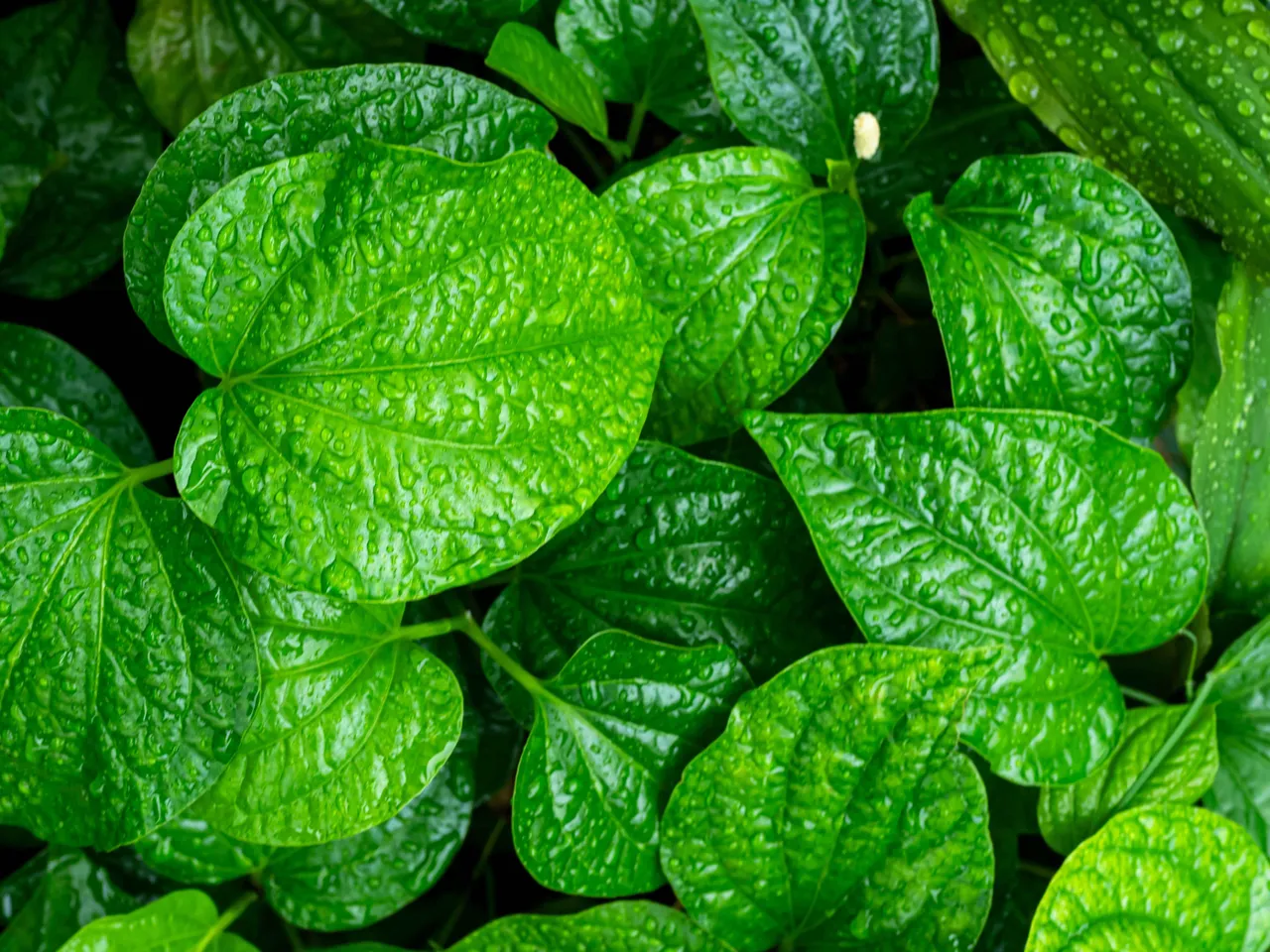 Betel leaves 