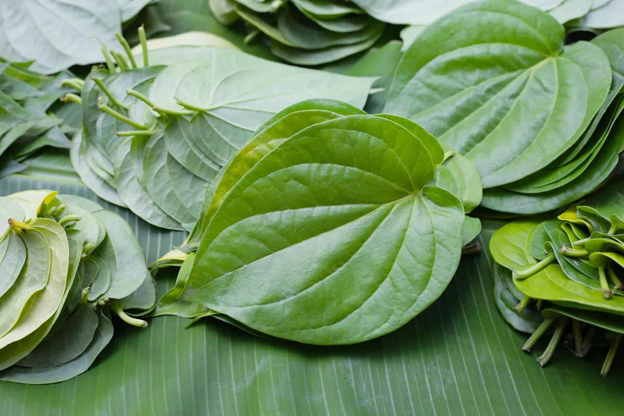 Betel leaves 