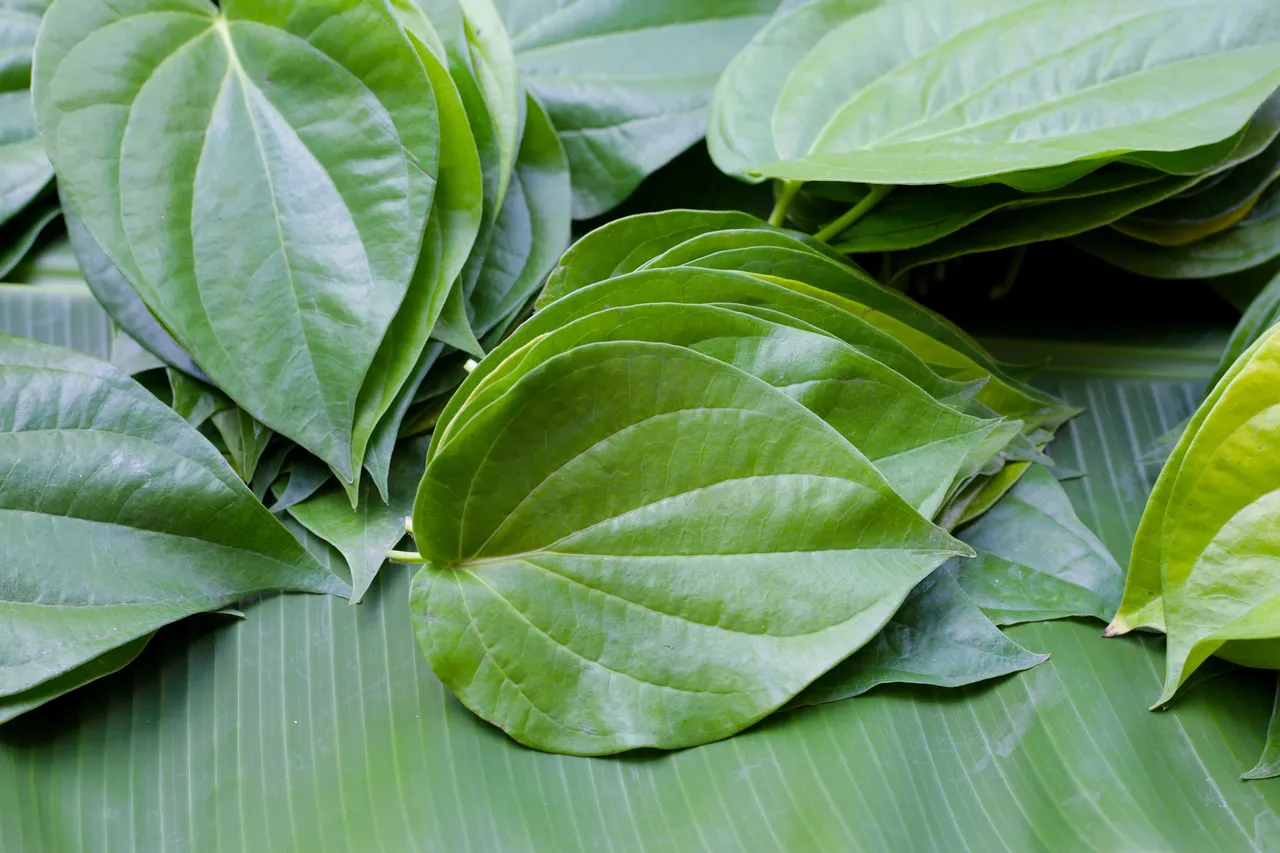 Betel leaves 