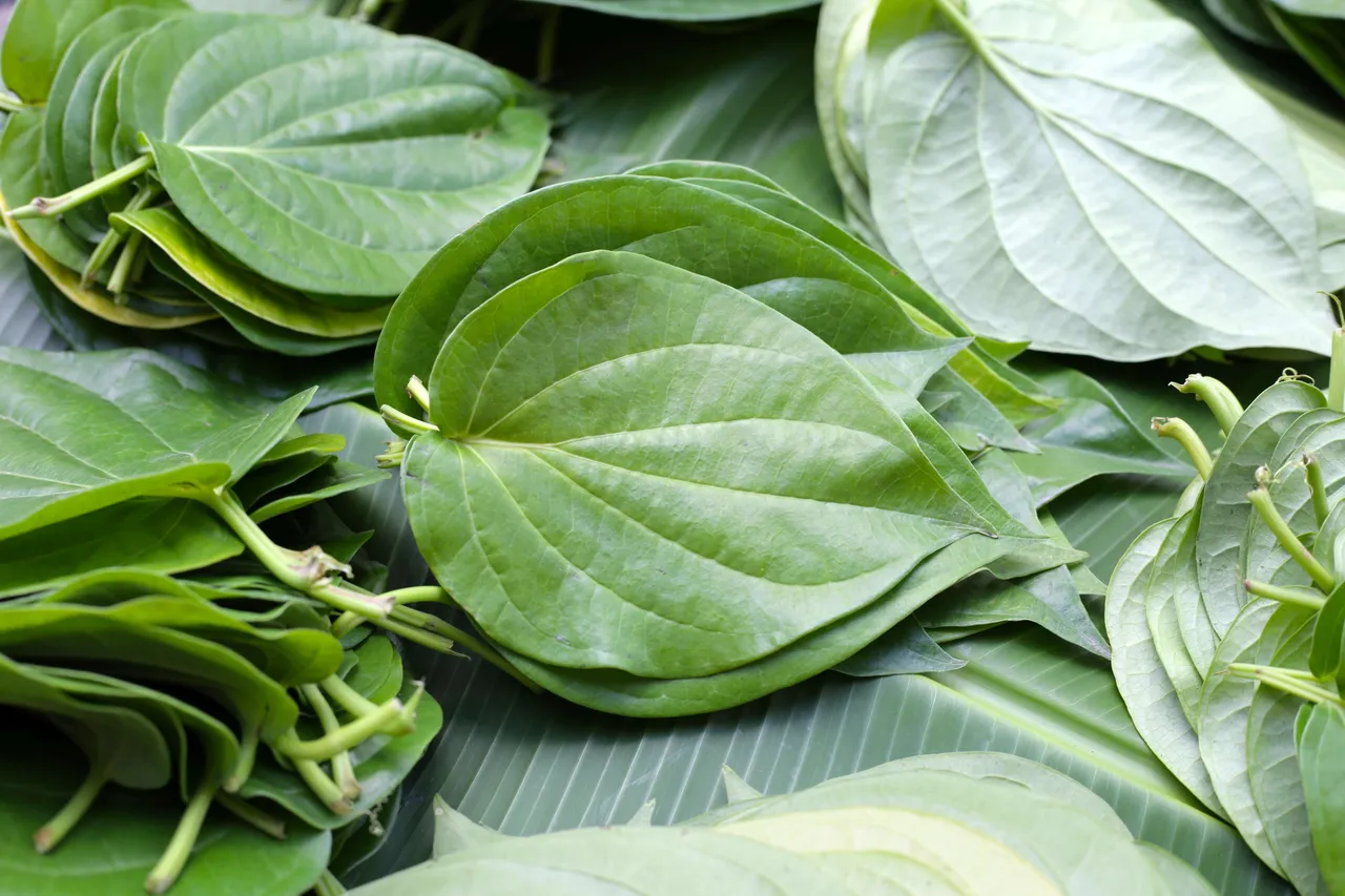 Betel leaves 