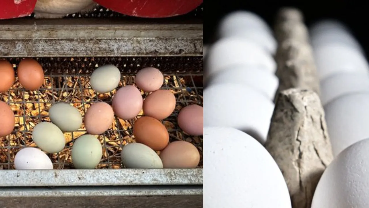 eggs smuggling in US