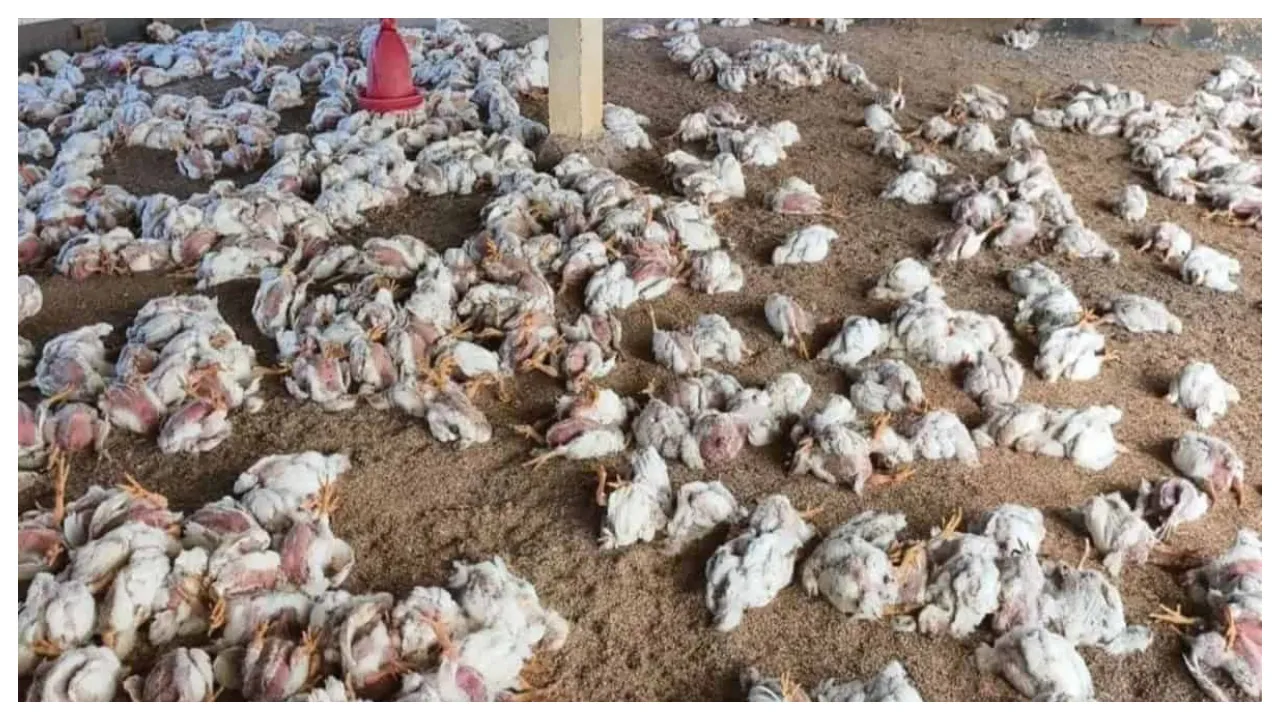  kills millions of chickens