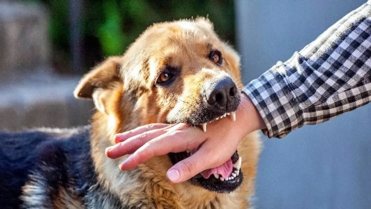 dog bite