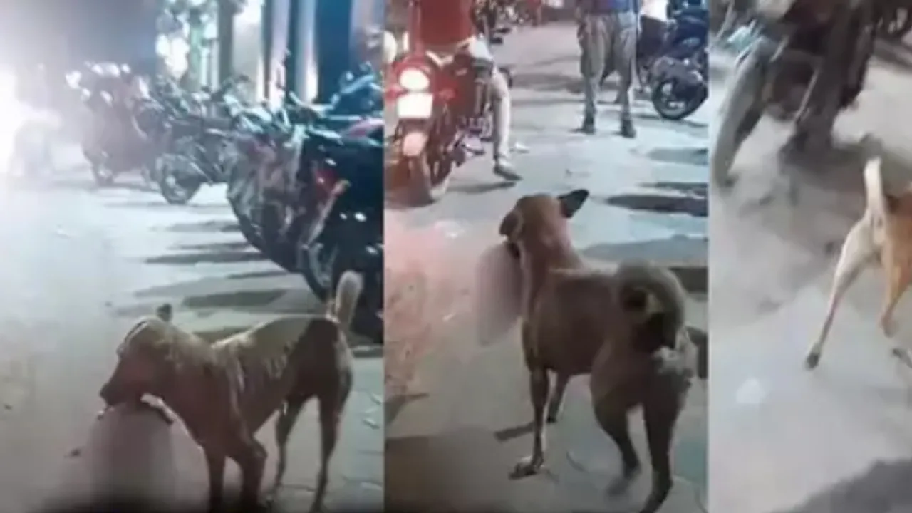 dog baby