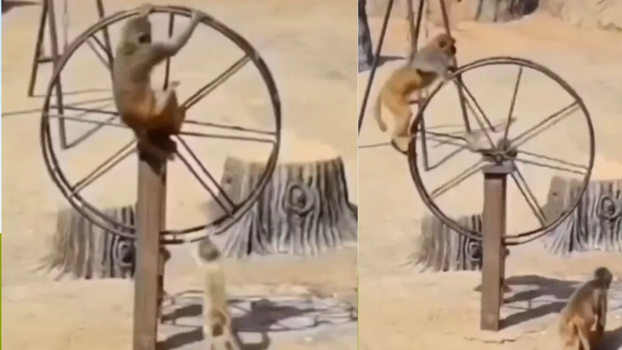 Monkey videos viral on social media
