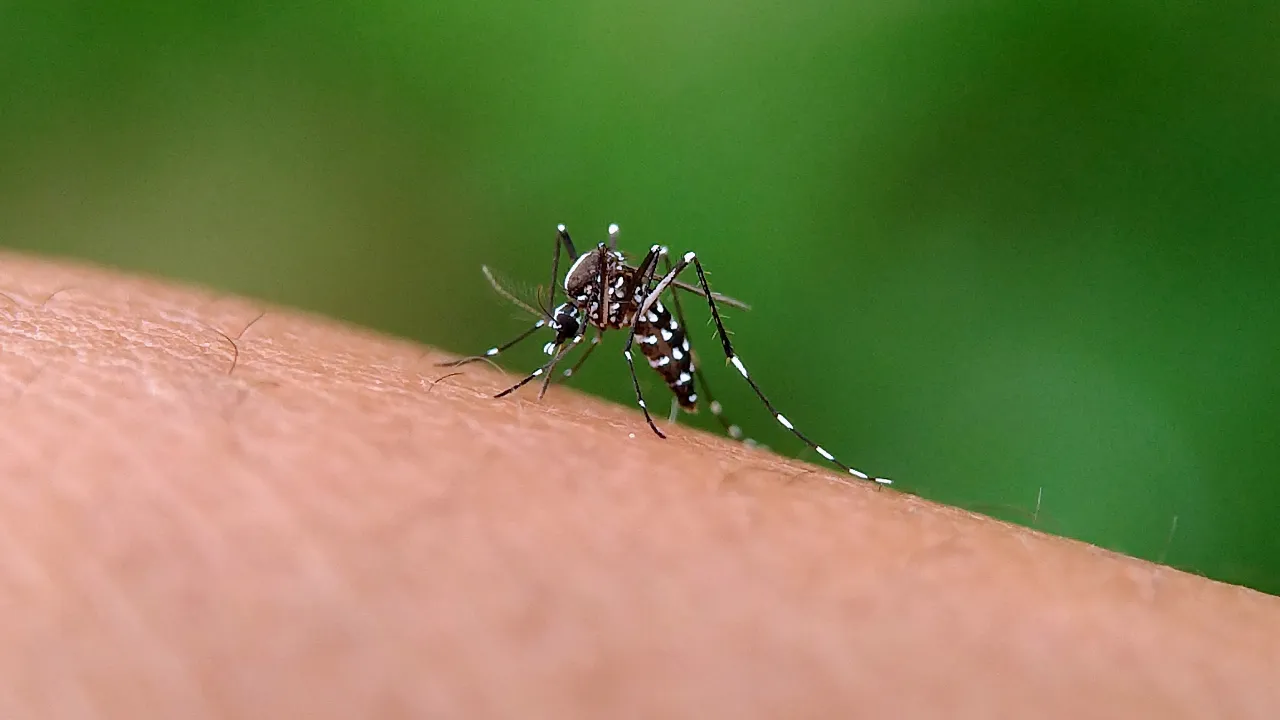 Dengue