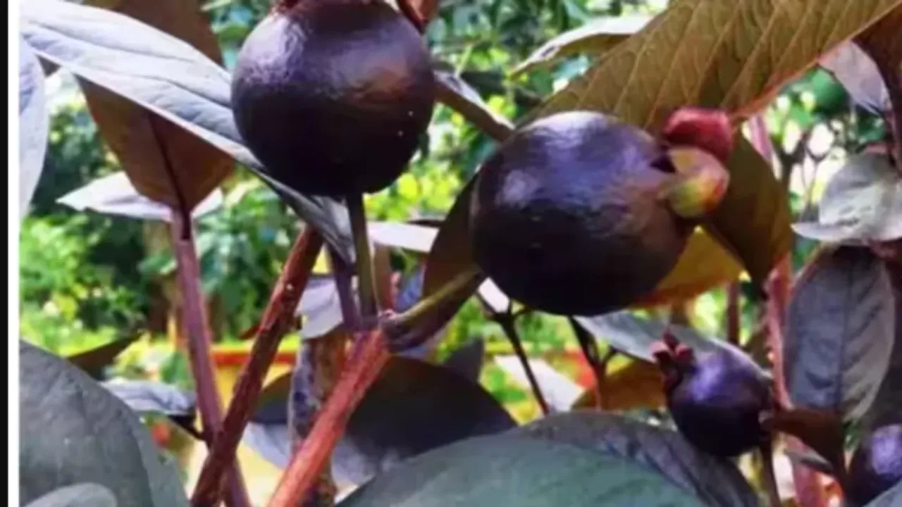 Black Guavas: నల్ల జామకాయలతో ఆరోగ్యానికి జరిగే మేలు తెలుసుకుంటే షాక్ అవుతారు!